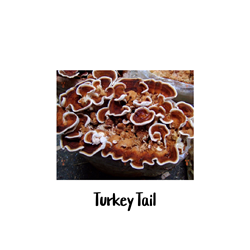 Turkey Tail 10cc Liquid Culture Syringe - LC15