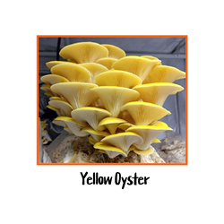 Yellow Oyster 10cc Liquid Culture Syringe - LC03