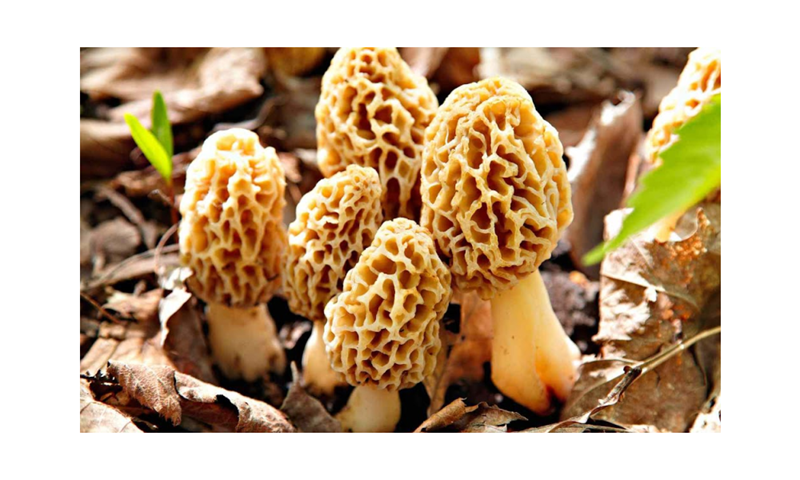Wild Golden Morel Mushrooms