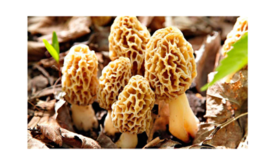 The Golden Morel Mushroom