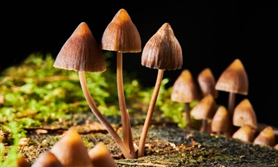 4 Fun Facts About Psilocybe You Should Know